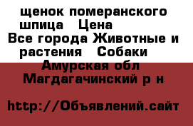 щенок померанского шпица › Цена ­ 45 000 - Все города Животные и растения » Собаки   . Амурская обл.,Магдагачинский р-н